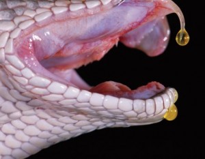 У ядовитых змей есть клыки, по которым стекает яд. Следы этих клыков в месте укуса говорят о необходимости оказания экстренной помощи пострадавшему.