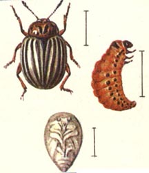Колорадский жук, его личинка и куколка
