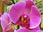 Комнатная орхидея Фаленопсис