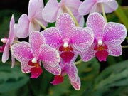 Очаровательные бабочки-орхидеи