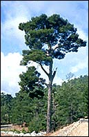 Сосна пицундская - Pinus brutia Ten. subsp. pityusa