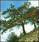 Сосна меловая - Pinus sylvestris L. var. cretacea