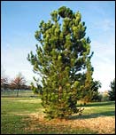 Сосна горная - Pinus mugo