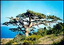 Сосна Палласа (крымская) - Pinus pallasiana