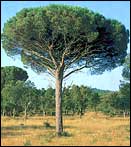 Сосна итальянская (Пиния) - Pinus pinea