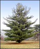 Сосна Веймутова - Pinus strobus
