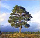 Сосна обыкновенная - Pinus sylvestris