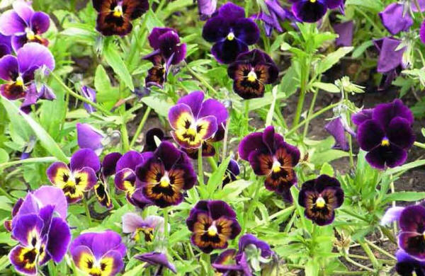 Фиалка трехцветная (Viola tricolor)
