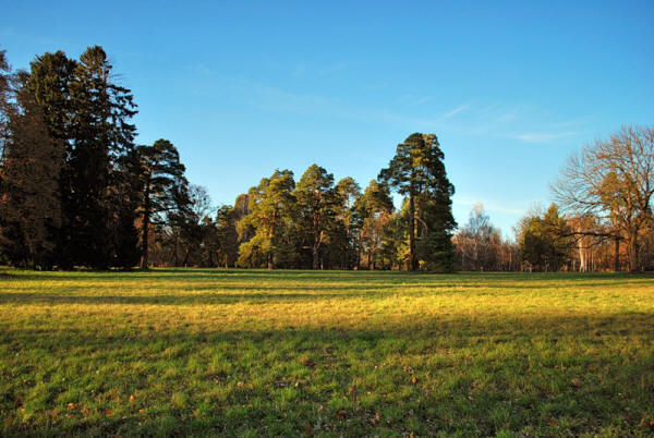 Большая поляна в парке