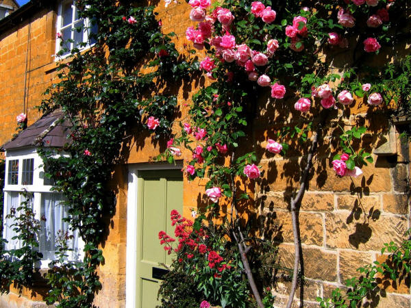 Cotswolds Doorway and Pink Roses, Village of Blockley