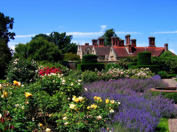 Roses and Lavender at Borde Hill Gardens, West Sussex