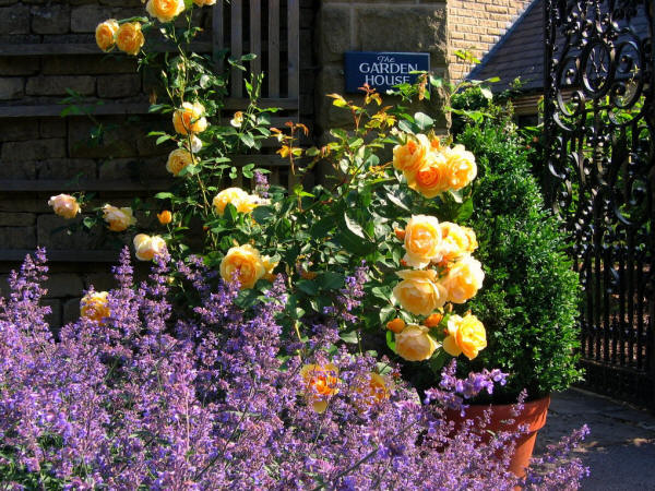 Catmint and Yellow Roses at Baslow Hall, Derbyshire