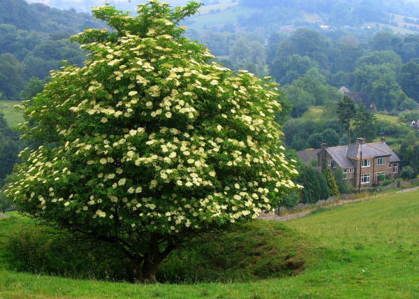 Lone Black Elder Tree in Derbyshire