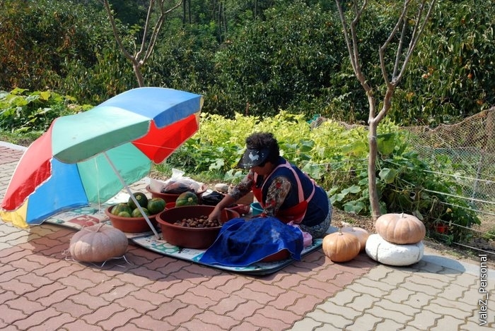 Прям в парке корейцы что-то себе выращивают и хранят. Не продают.