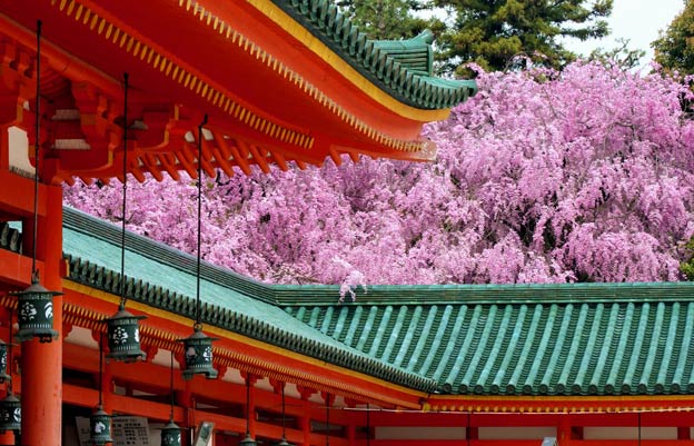 Киото ботанический сад японский сад пагода цветущая сакура