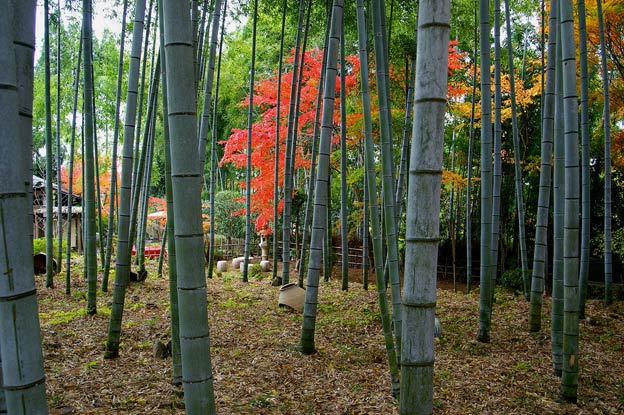Киото ботанический сад японский сад заросли бамбука