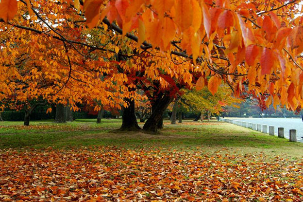 Киото ботанический сад японский сад осень красные деревья