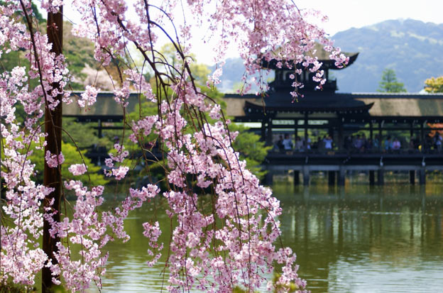 Киото ботанический сад японский сад пагода весна цветущая сакура