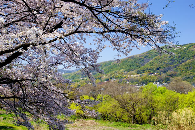 Киото ботанический сад японский сад сакура цветущая