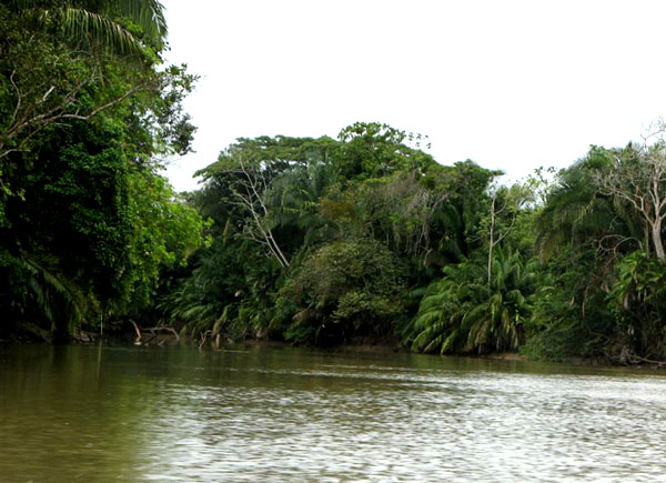 Берега реки Рио-Фрио / Фото из Коста-Рики