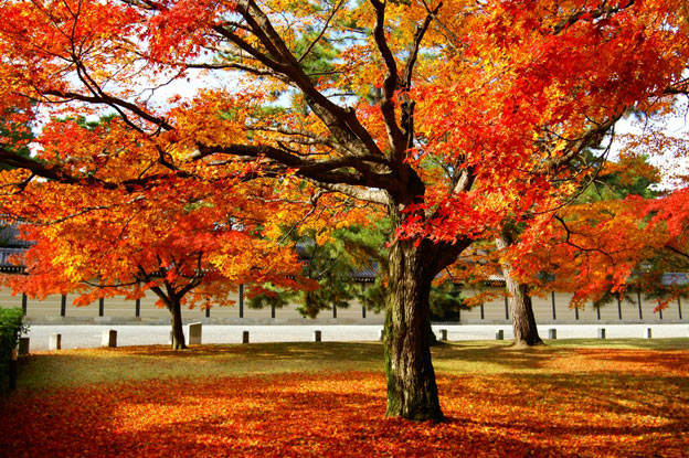 Киото ботанический сад японский сад осенние деревья