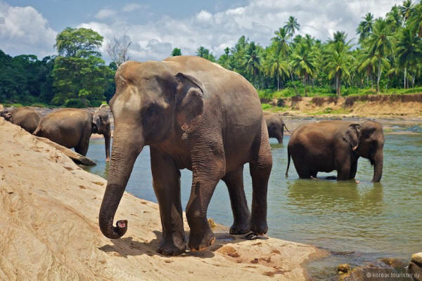 Пиннавела шри. Слоновий питомник Шри Ланка Пиннавела. Шри-ланкийский слон. Шри Ланка слон. Шри Ланка слоны.